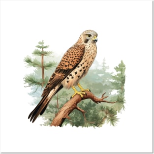 Kestrel Posters and Art